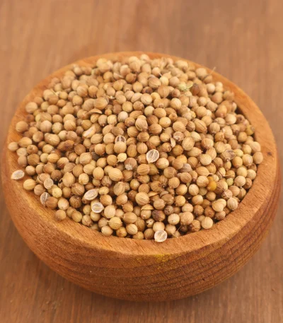 Doğal kişniş tane baharatı - Coriandrum sativum L.