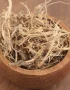 Ayrık otu Elymus repens doğal kurutulmuş şifalı bitki ürünü
