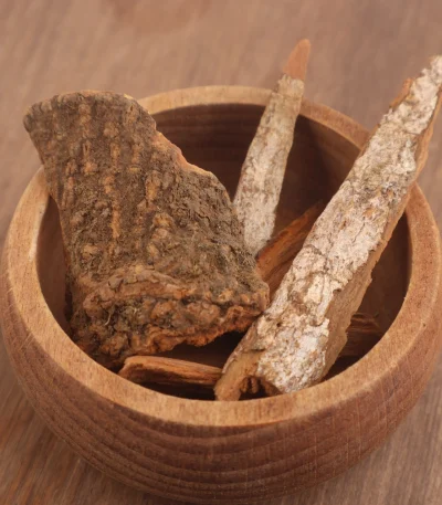 Kınakına Cinchona officinalis kurutulmuş doğal bitkisel ürün