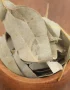 Okaliptüs yaprağı Eucalyptus globulus kurutulmuş doğal aromatik bitki