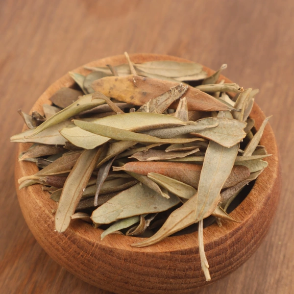 Zeytin yaprağı Olea europaea kurutulmuş doğal bitki